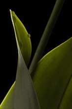 Close up beautiful green leaf 4