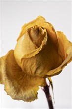Close up beautiful yellow rose