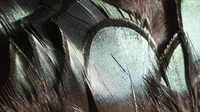 Close up glossy feathers organic background