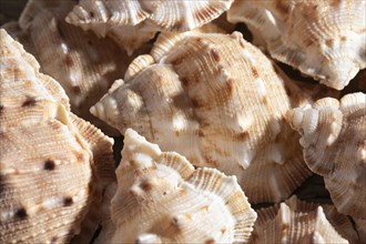 Close up shells organic background