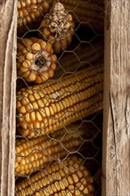 Corn cobs country lifestyle