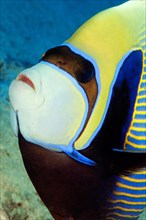 Close-up of head of Emperor Angelfish