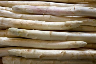 Bundle of harvested white asparagus