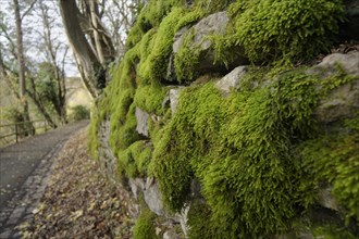 Moss-covered stone wall near the Unterlimpurg ruins