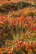 Autumnal red-coloured alpine bearberry