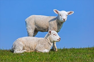 Two white lambs of domestic sheep portrayed in field against blue sky