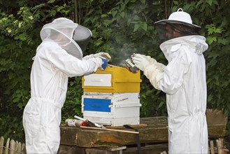 Two beekeepers in protective clothing with bee smoker open beehive to inspect combs from honey bees