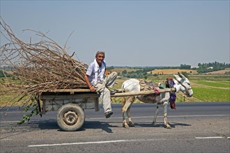 Uzbek man riding cart loaded with twigs pulled by donkey along road from Samarkand to Tashkent
