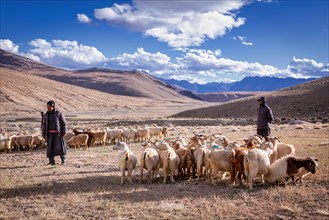 Shepherds and their Changthangi or Changpa