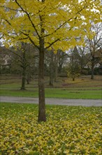 Autumn colour of the ginkgo tree