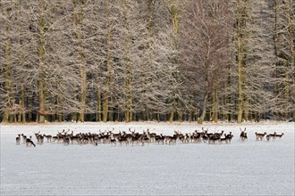 Large herd of European fallow deer