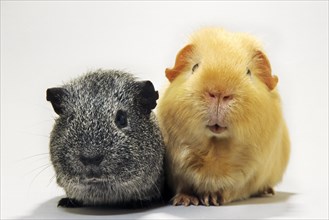 Portrait of two cavies