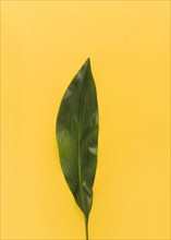 Green leaf exotic plant