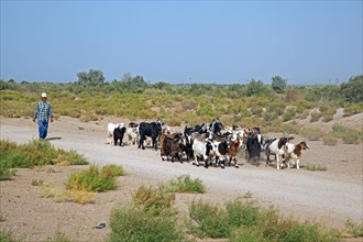 Turkmen shepherd herding a tribe of goats in the Karakum desert in Turkmenistan