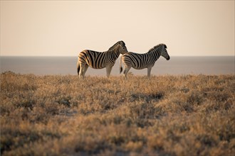 Zebras in the savannah of Namibia