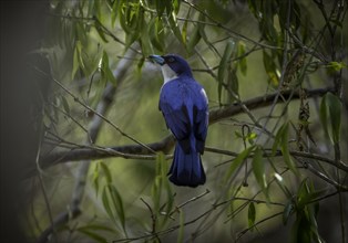 Blue vanga in the dry forest of Kirindy in western Madagascar