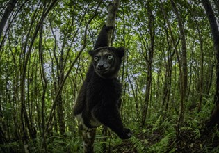 Indri lemur in the rainforests of eastern Madagascar