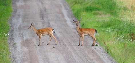 Two young European fallow deer