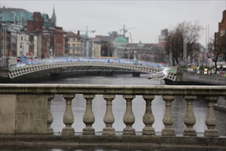 A gull stepping it out on O'Connell Bridge on a rainy day in the capital. Dublin