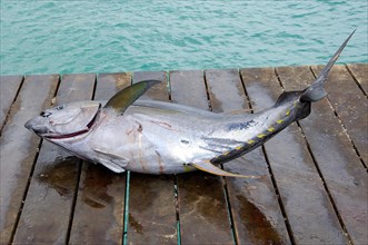 Caught yellowfin tuna