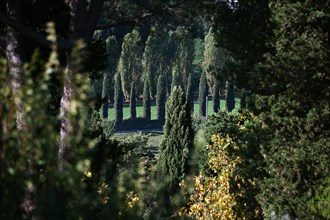 Landscape with cypresses around San Gimignano