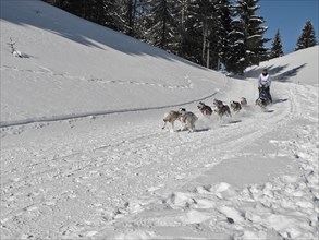 Double team with 8 dogs at a sled dog race