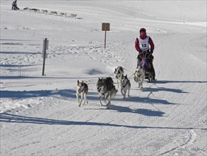 Double team with 6 dogs at a sled dog race