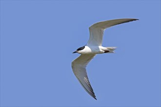Gull-billed tern