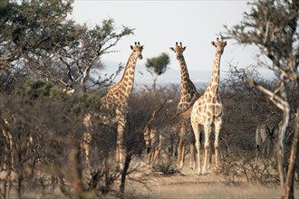 Giraffes with young animals