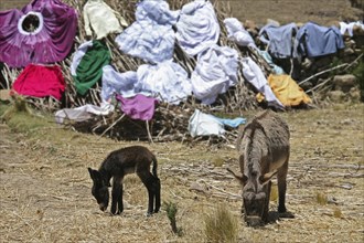 Laundry drying in the sun and donkeys grazing on the island Isla del Sol