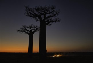 Baobabs at sunset in the west of Madagascar