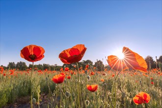 Common poppies