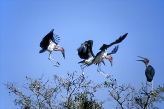 Flock of Marabou storks