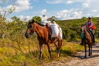 Belandeens horse and horse with rider