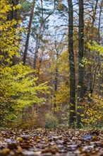 Forest in autumn with deciduous trees with colourful autumn leaves