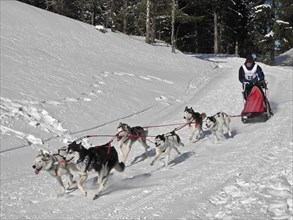 Double team with 6 dogs at a sled dog race