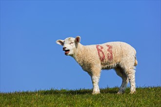 Bleating white lamb of domestic sheep marked with red painted numbers portrayed in field against blue sky in spring