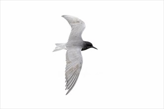 Black tern