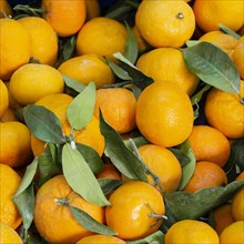 Top view arrangement with tangerines