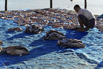 Fish spread out to dry on blue nets on the beach of Ngapali fishing village