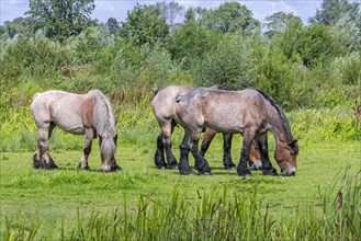 Belgian Draught horses