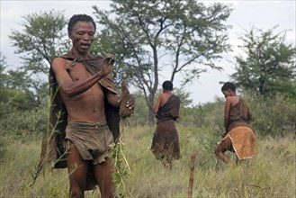 Bushman gathering roots in the Kalahari desert near Ghanzi
