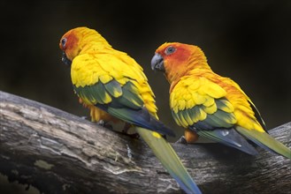 Two sun parakeets sun conures