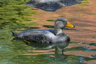 Swimming Fuegian steamer duck