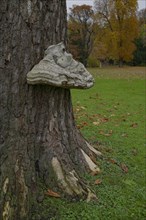 Tree fungus in the castle park