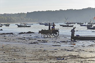 Ox carts and fishing boats on Ngapali Beach