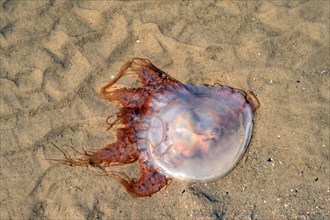 Jellyfish washed ashore on Playa Honda beach