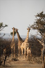 Giraffes with young animals