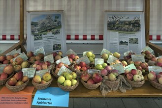 Different apple varieties with information boards at an apple market