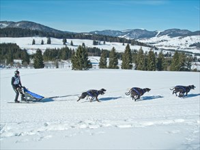 Double team with 6 dogs at the Sled Dog Racing World Championship